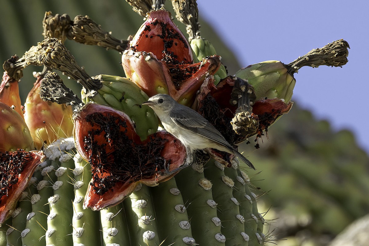 Rotbürzel-Waldsänger - ML644444081