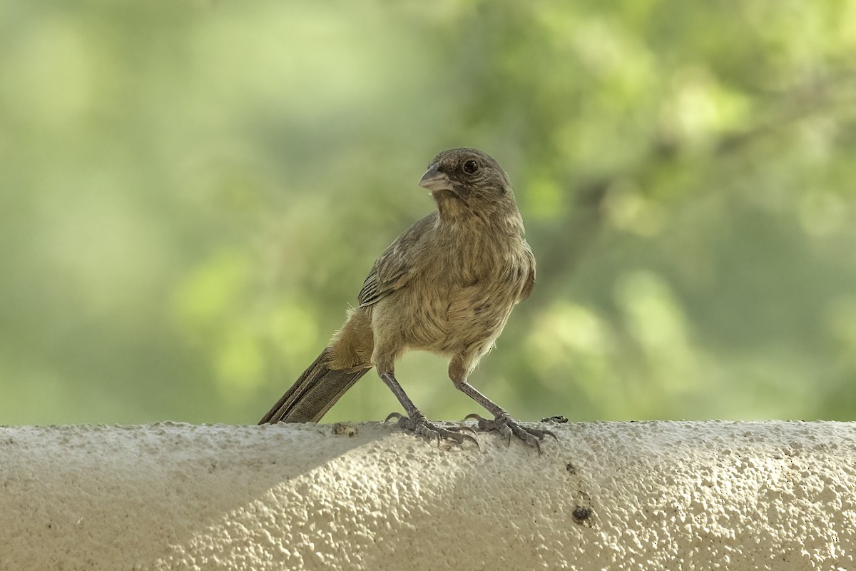 Tohi d'Abert - ML644444092