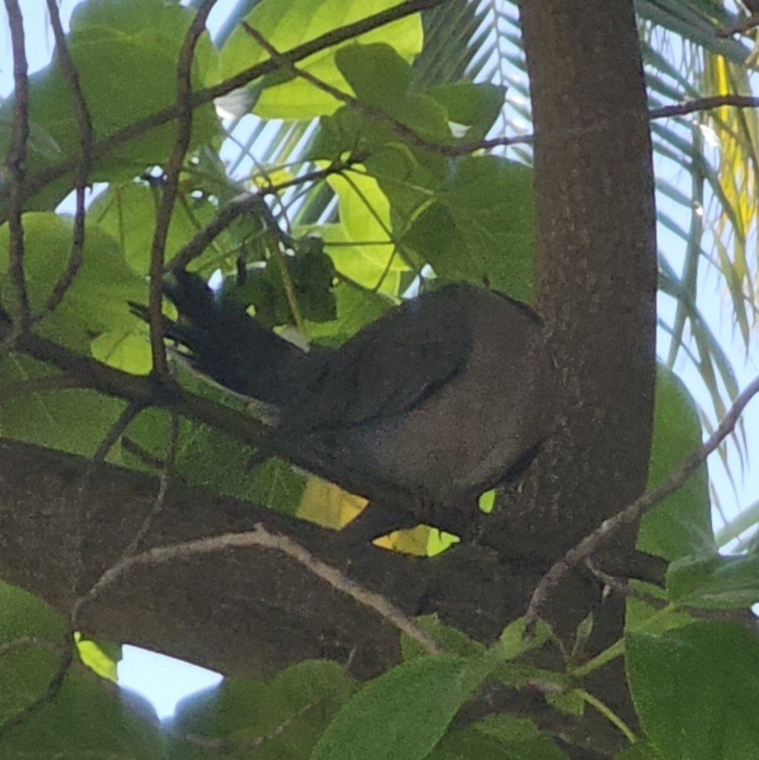 Spotted Dove - ML644444093