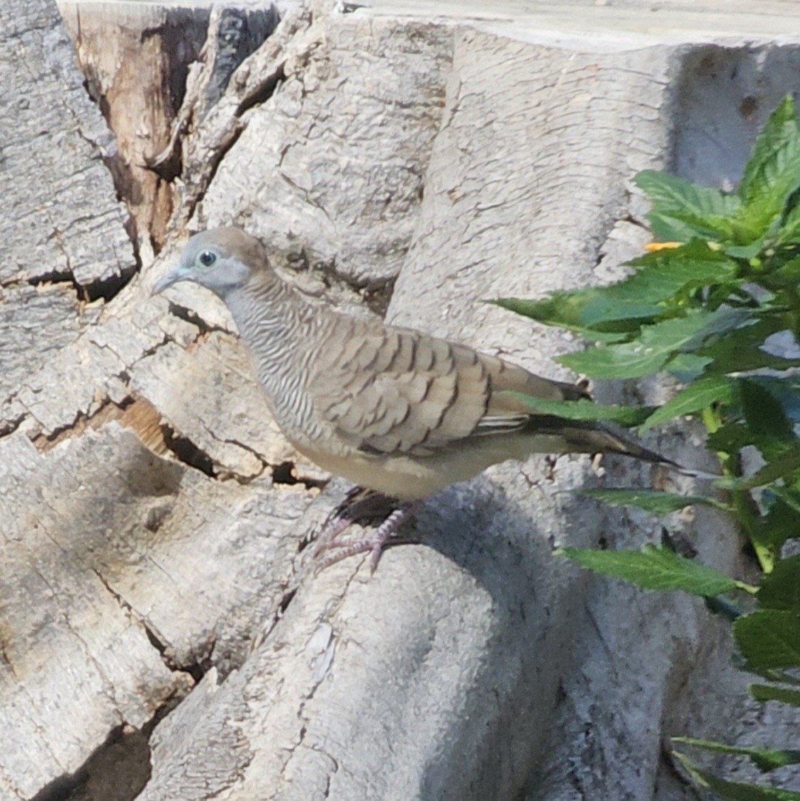 Zebra Dove - ML644444095