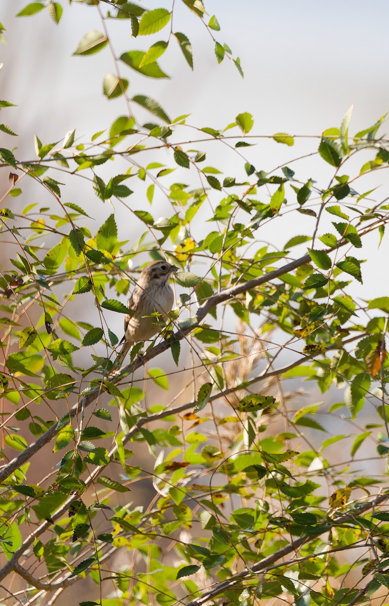 Bruant de Pallas - ML644444127