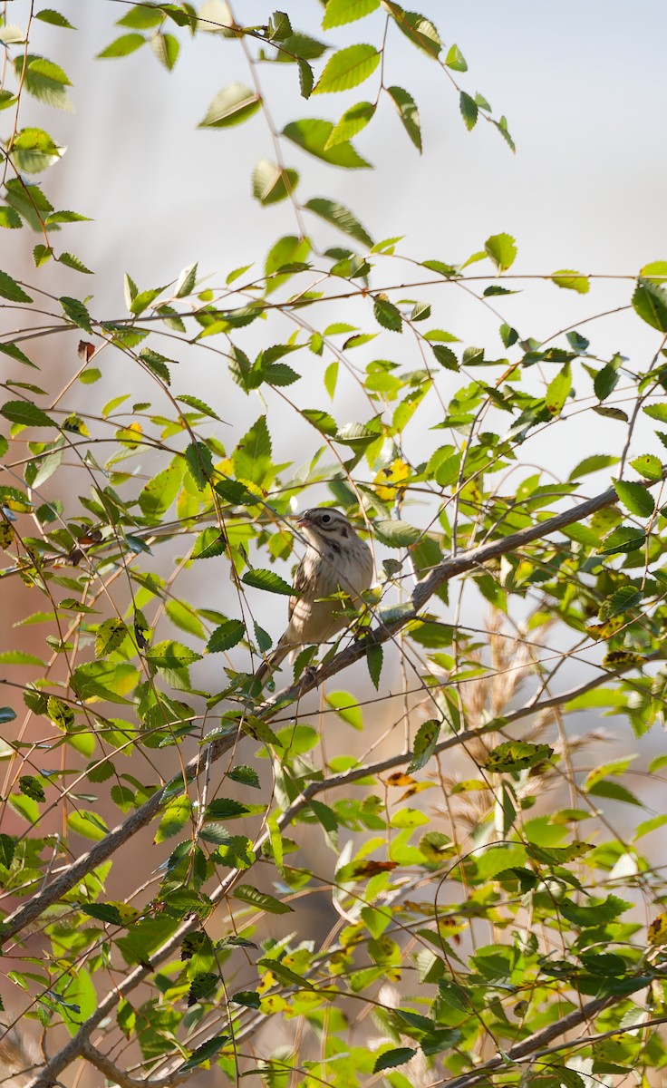 Bruant de Pallas - ML644444128