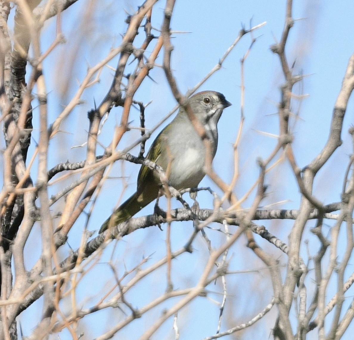 Green-tailed Towhee - ML644444131