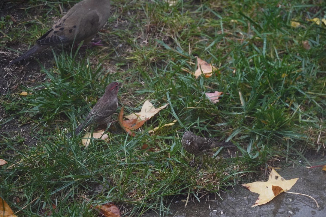 House Finch - ML644444135