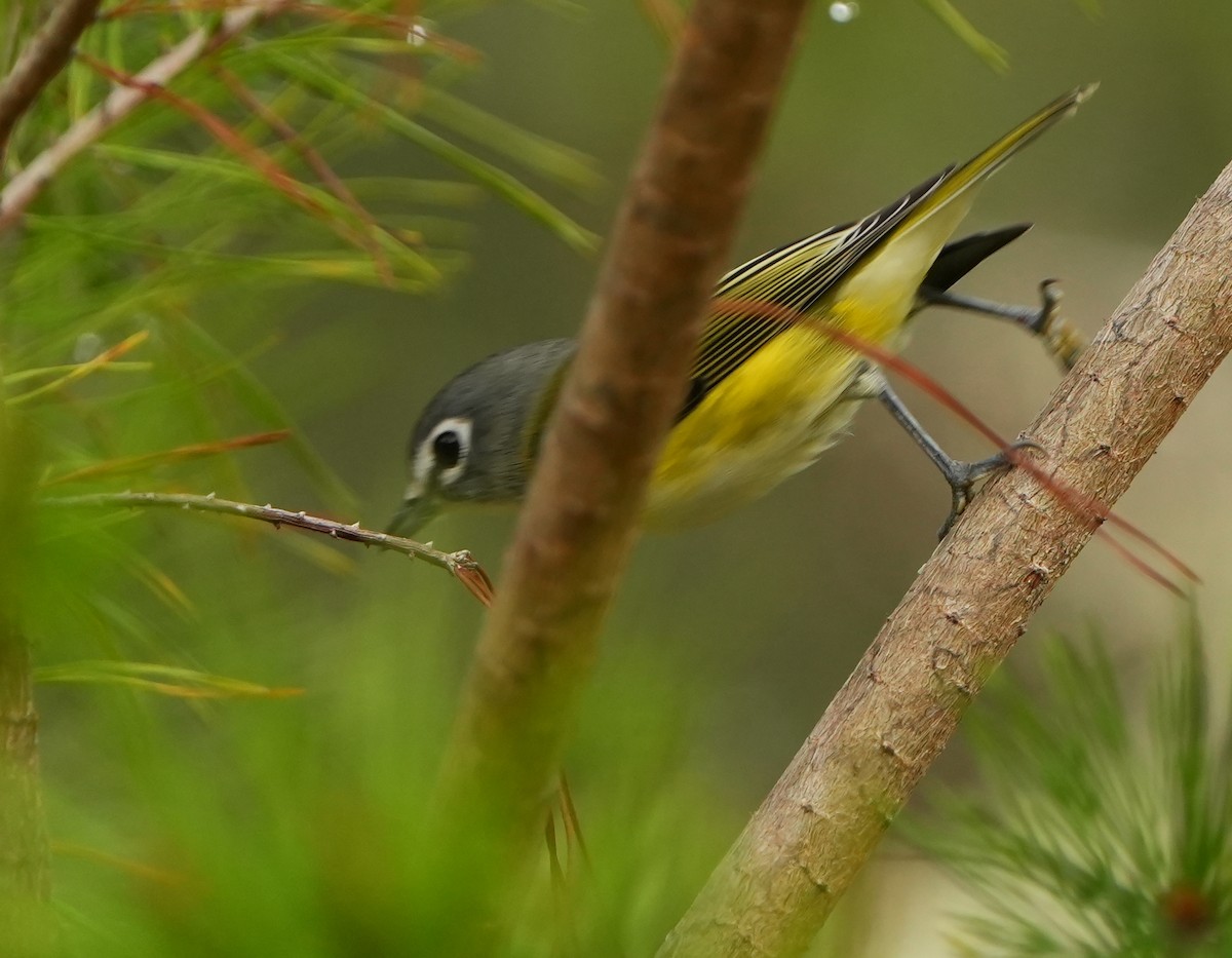 Blue-headed Vireo - ML644444136