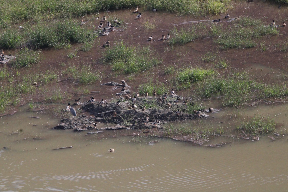 Mallard - ML644444138