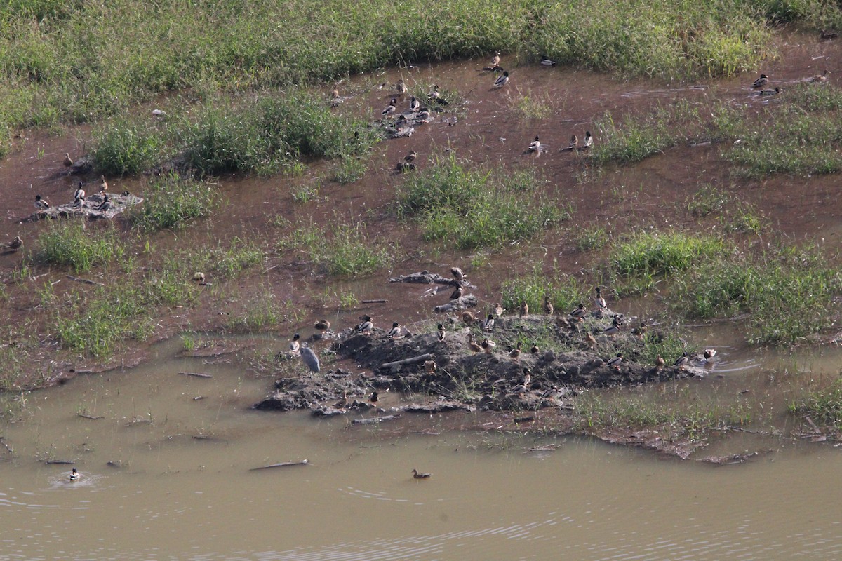 Mallard - ML644444139