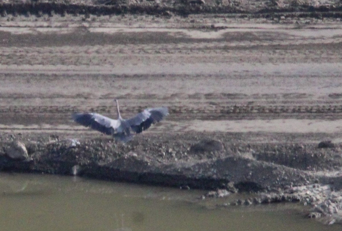 Great Blue Heron - ML644444147