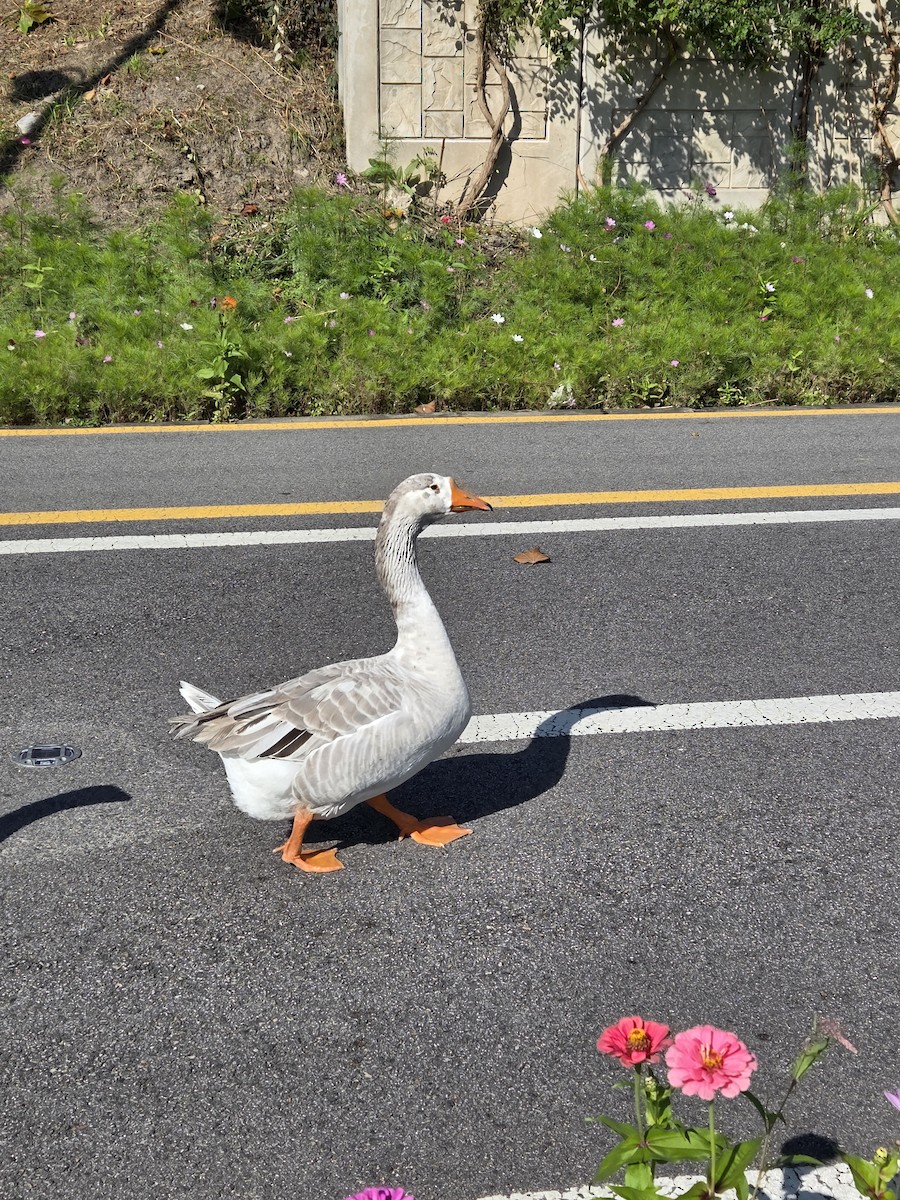 鴻雁(馴化) - ML644444148