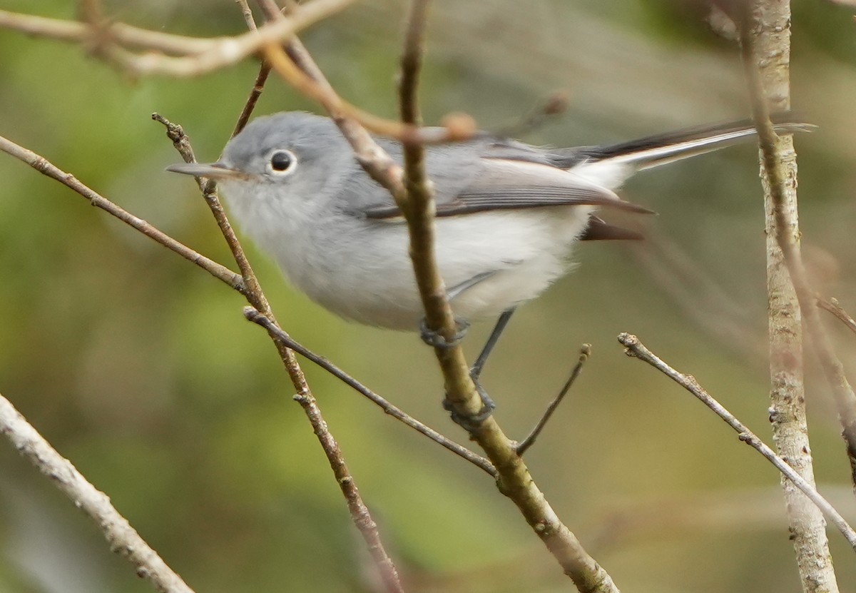 Perlita Grisilla - ML644444152