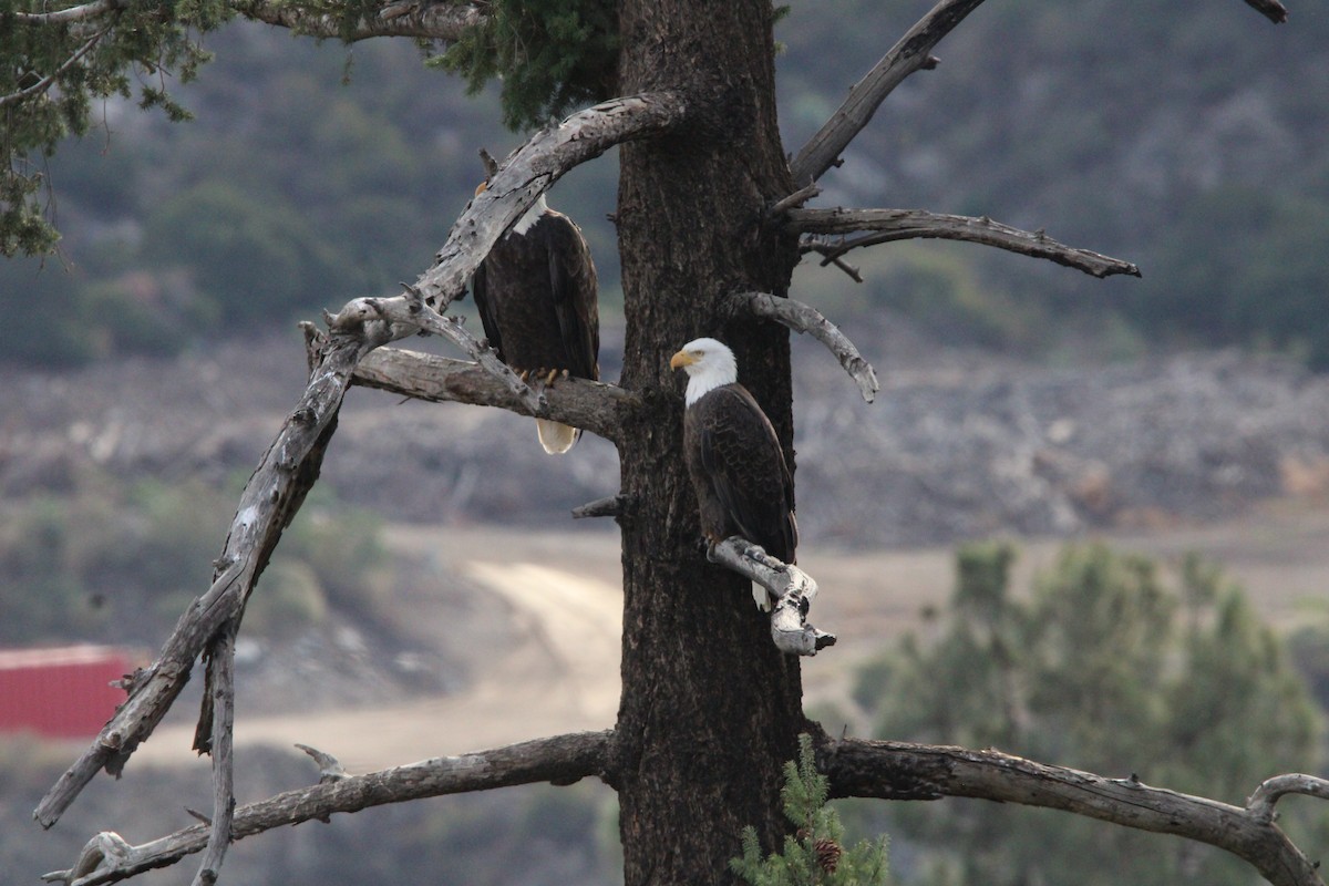 Bald Eagle - ML644444154