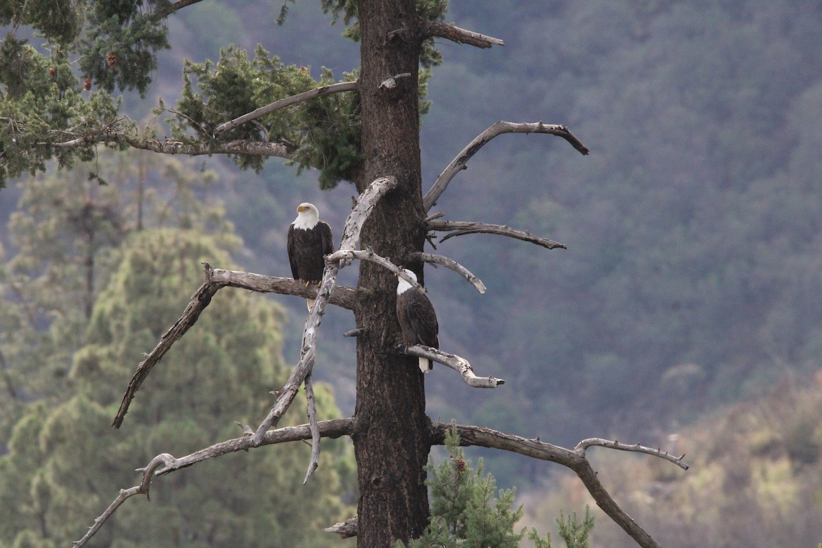 Bald Eagle - ML644444155