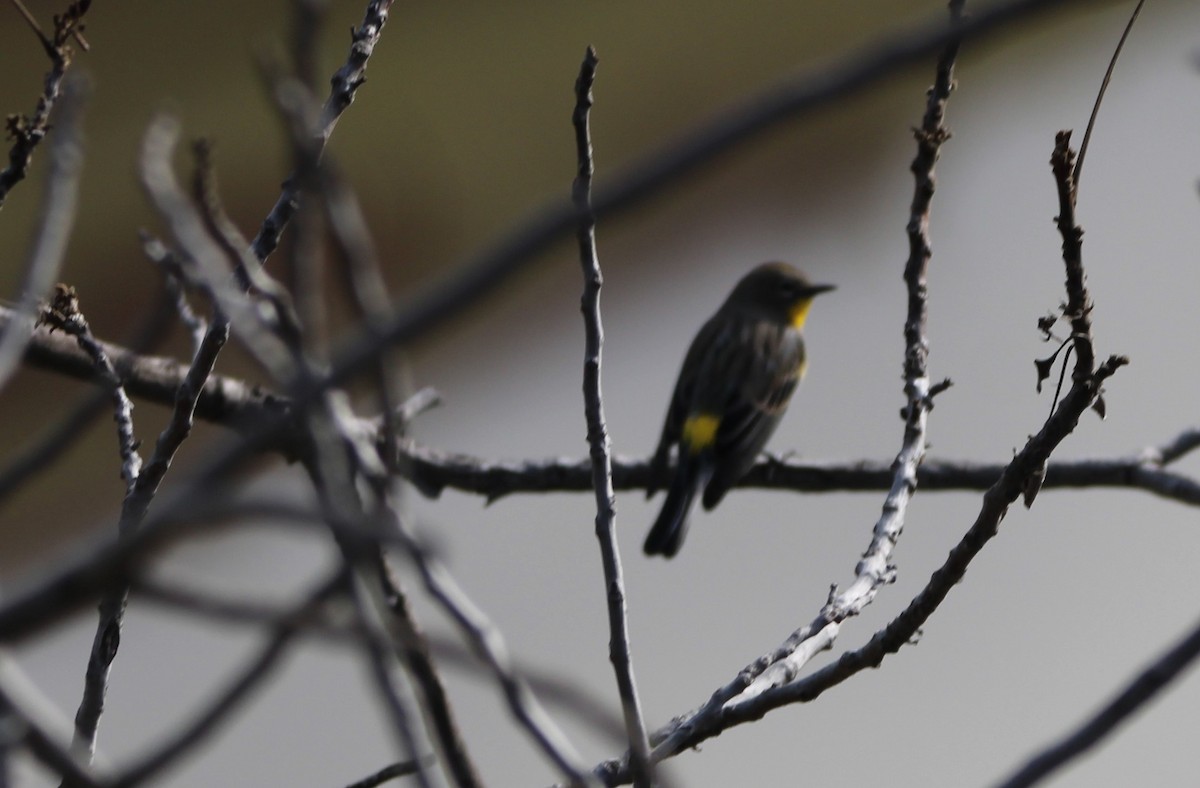 Yellow-rumped Warbler - ML644444166