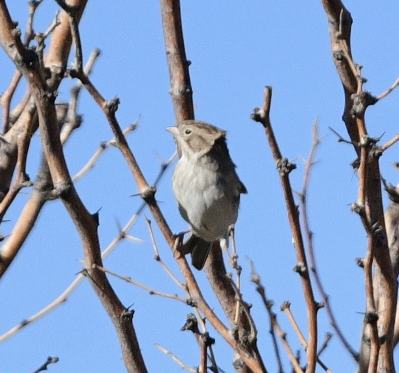 Brewer's Sparrow - ML644444171