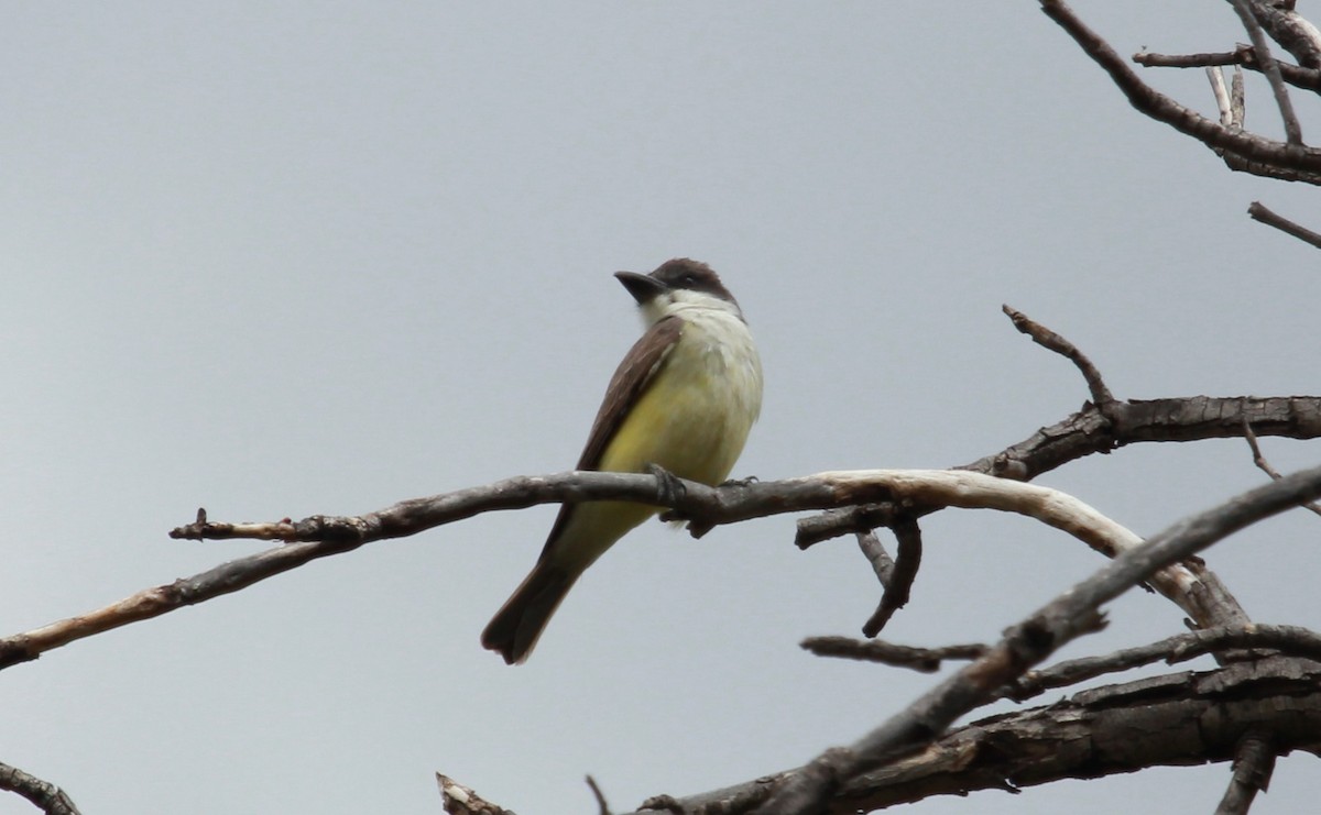 Thick-billed Kingbird - ML644444179