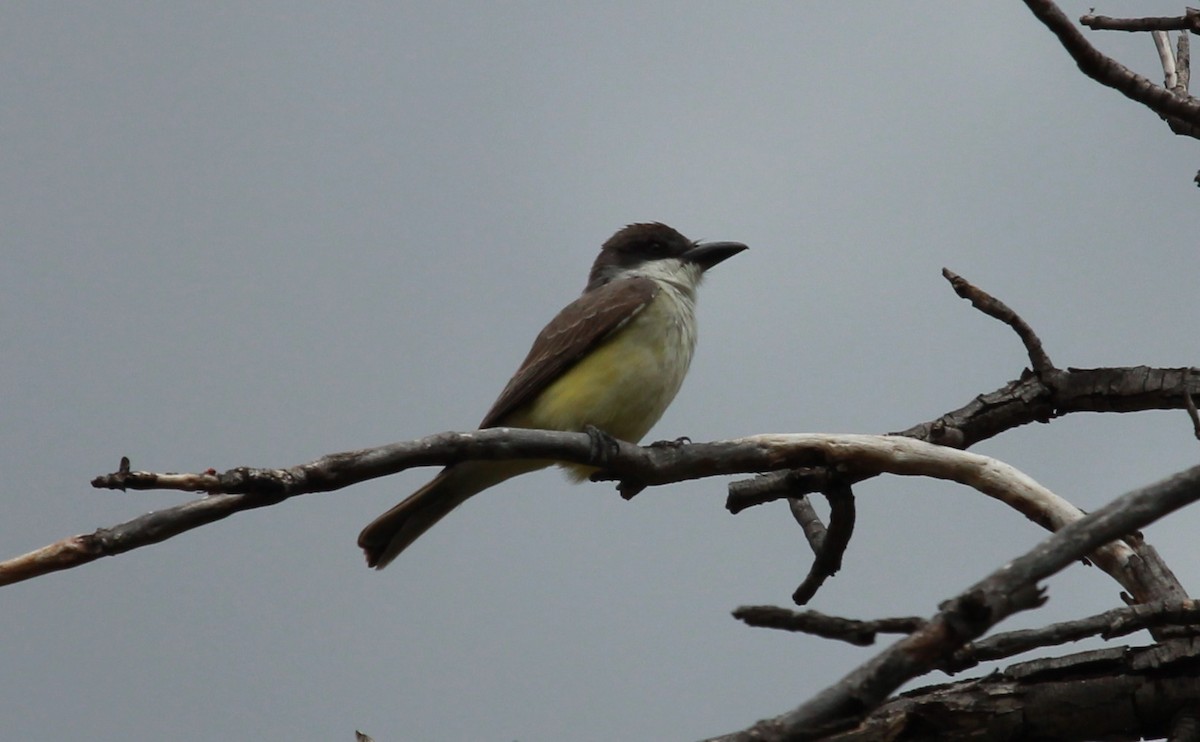 Thick-billed Kingbird - ML644444180