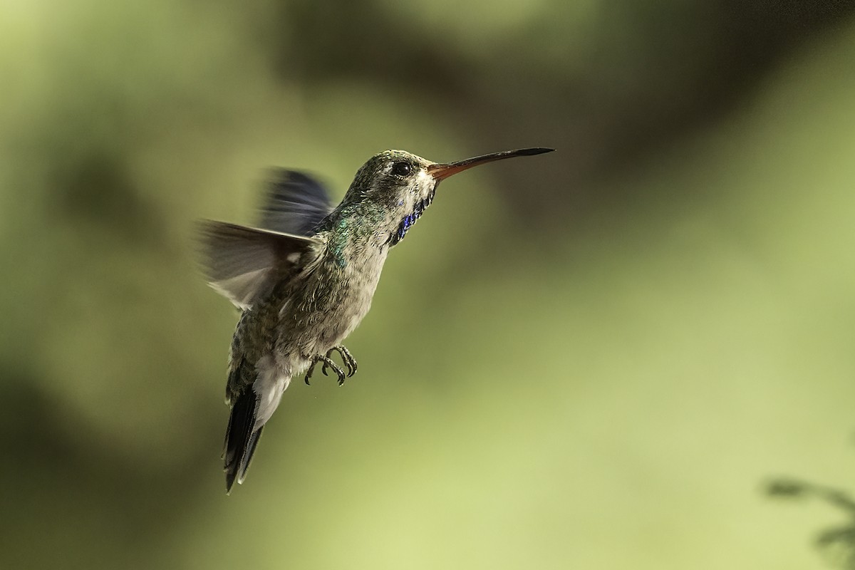 Broad-billed Hummingbird - ML644444184
