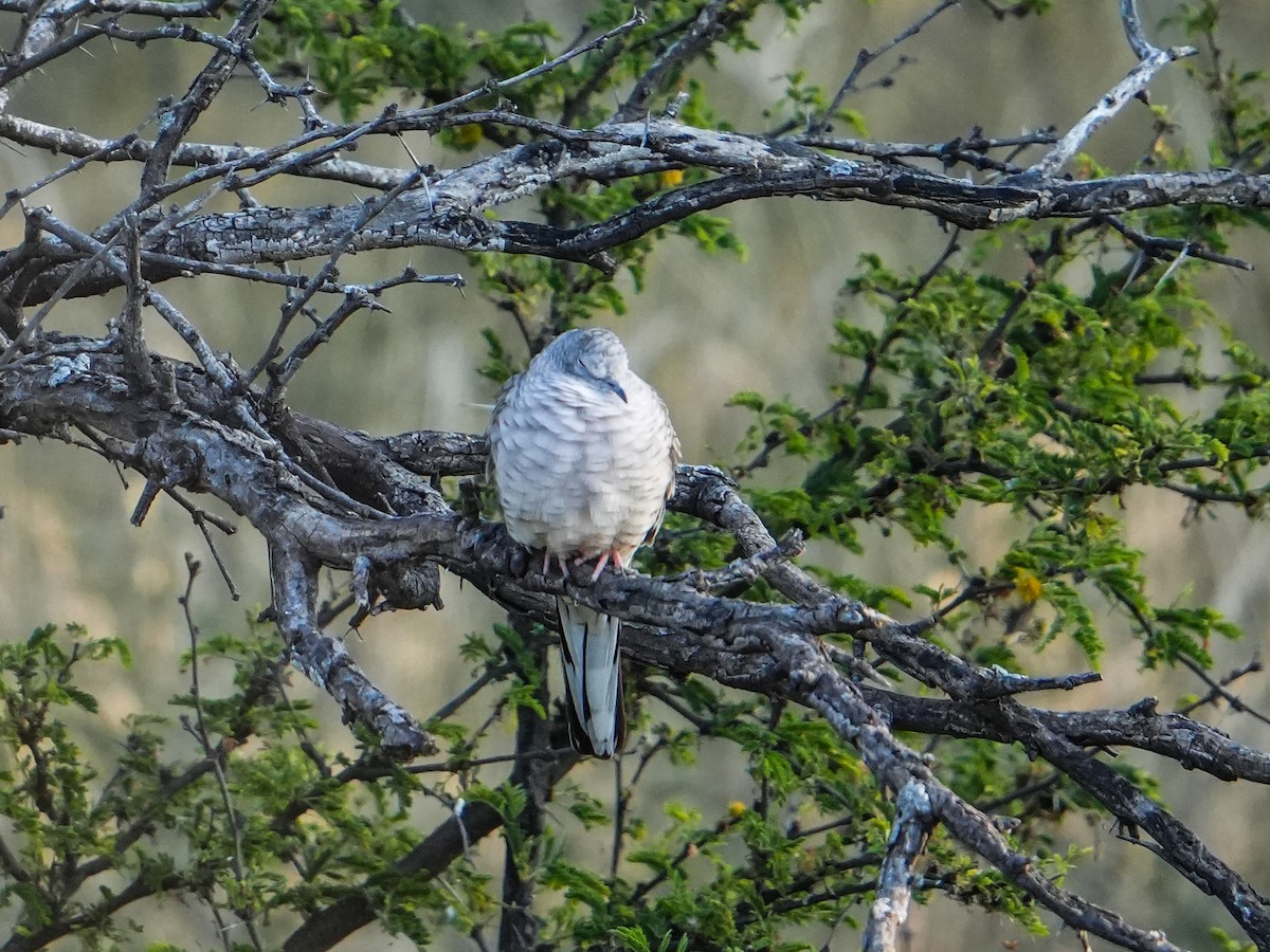 Colombe inca - ML644444190