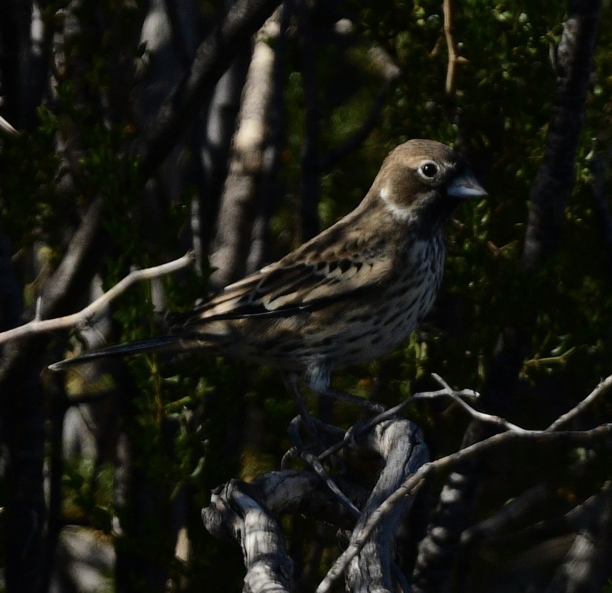 Lark Bunting - ML644444194