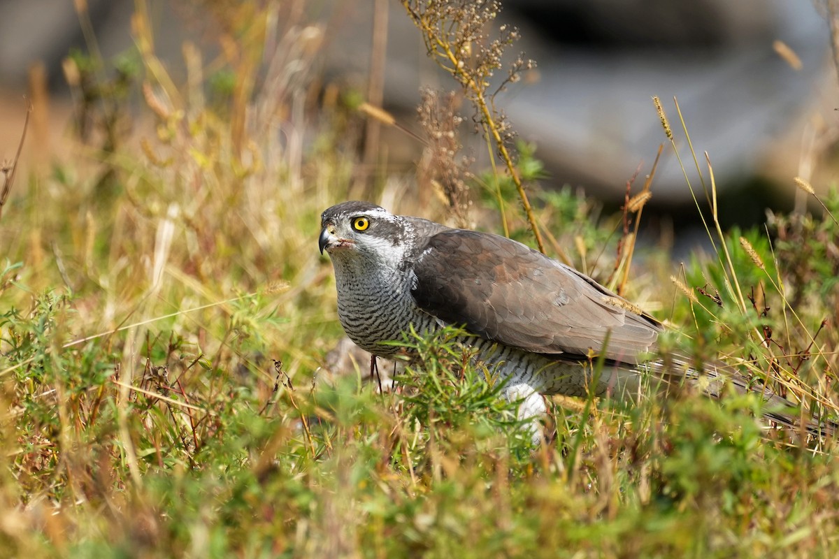 Aztore eurasiarra - ML644444198