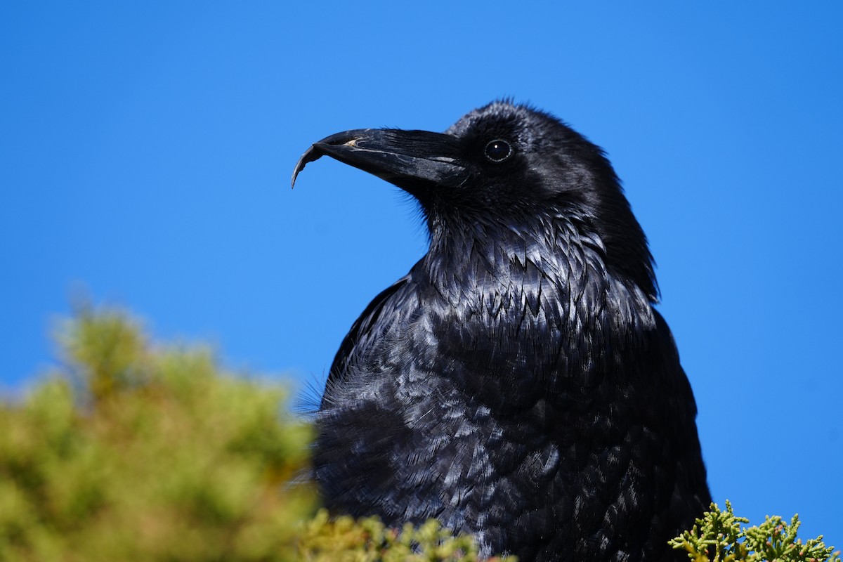 Common Raven - ML644444226