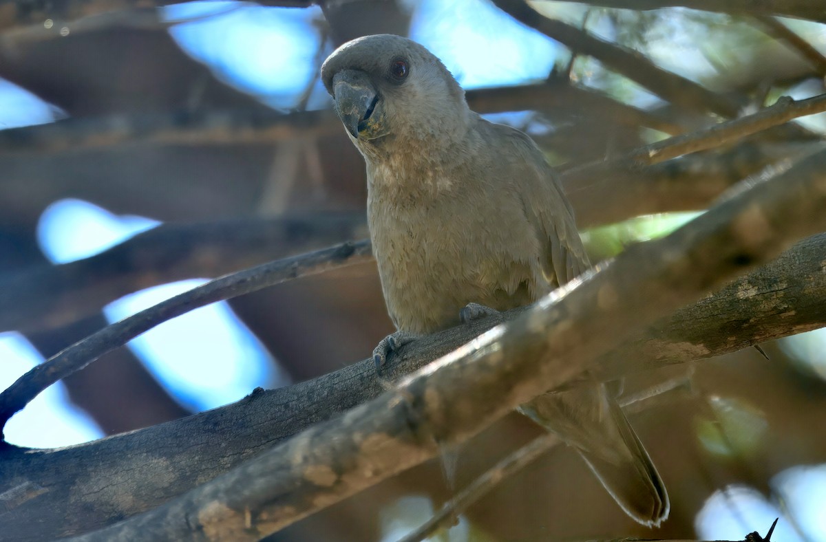 Папуга-довгокрил ангольський - ML644444232