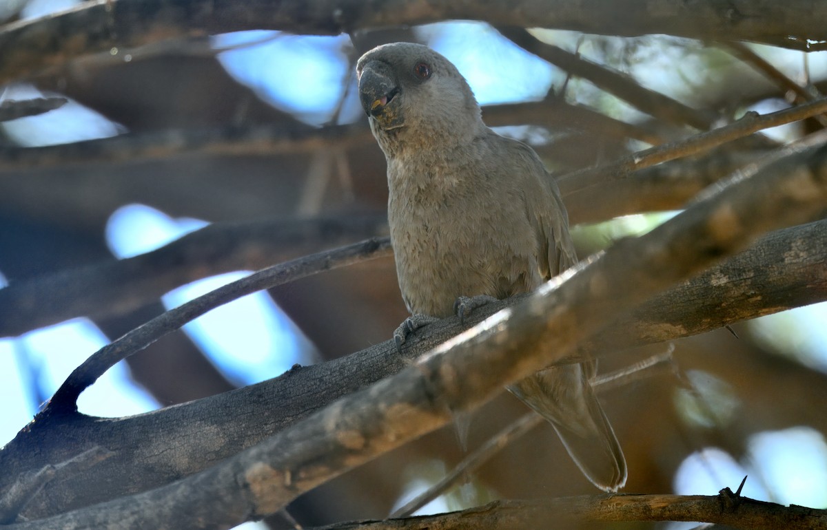 Папуга-довгокрил ангольський - ML644444234
