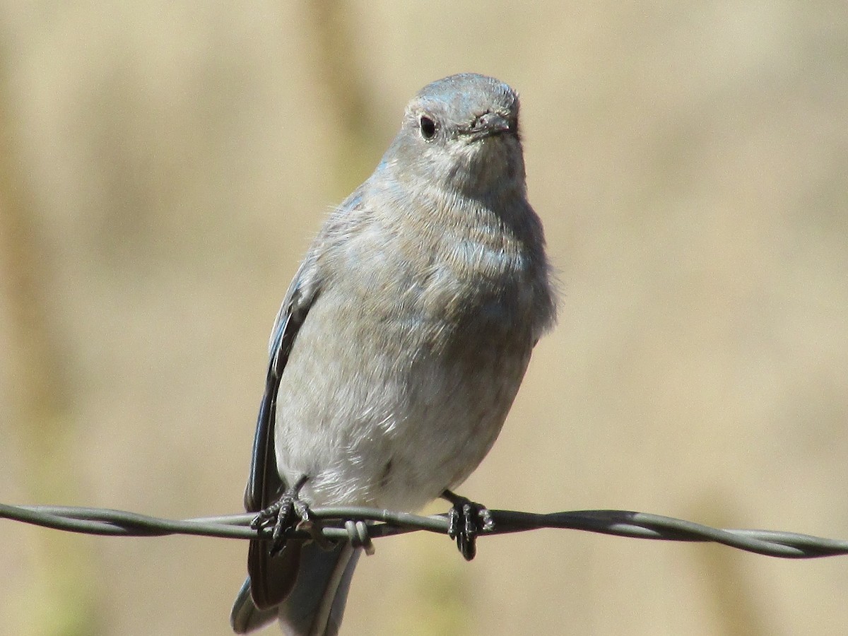 Merlebleu azuré - ML644444235