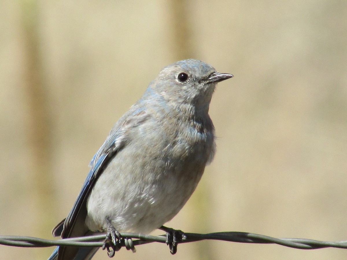 Merlebleu azuré - ML644444236