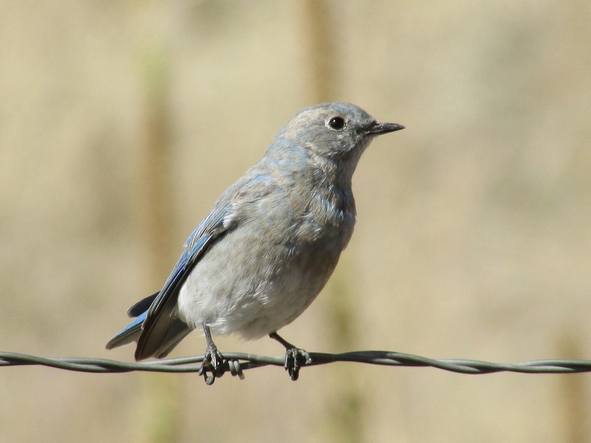 Merlebleu azuré - ML644444237