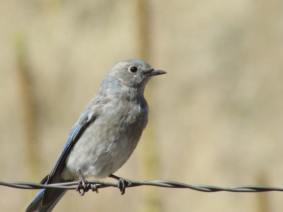 Merlebleu azuré - ML644444238