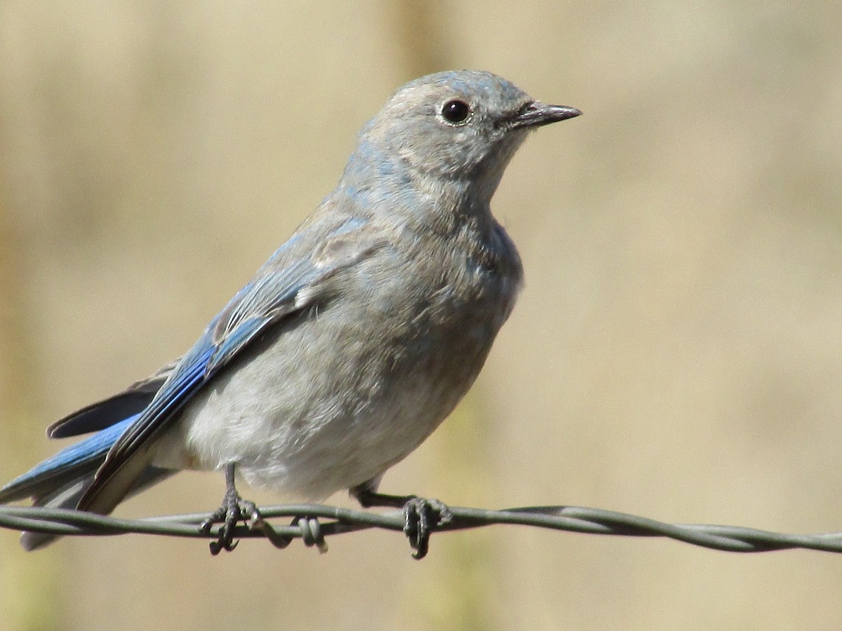 Merlebleu azuré - ML644444239