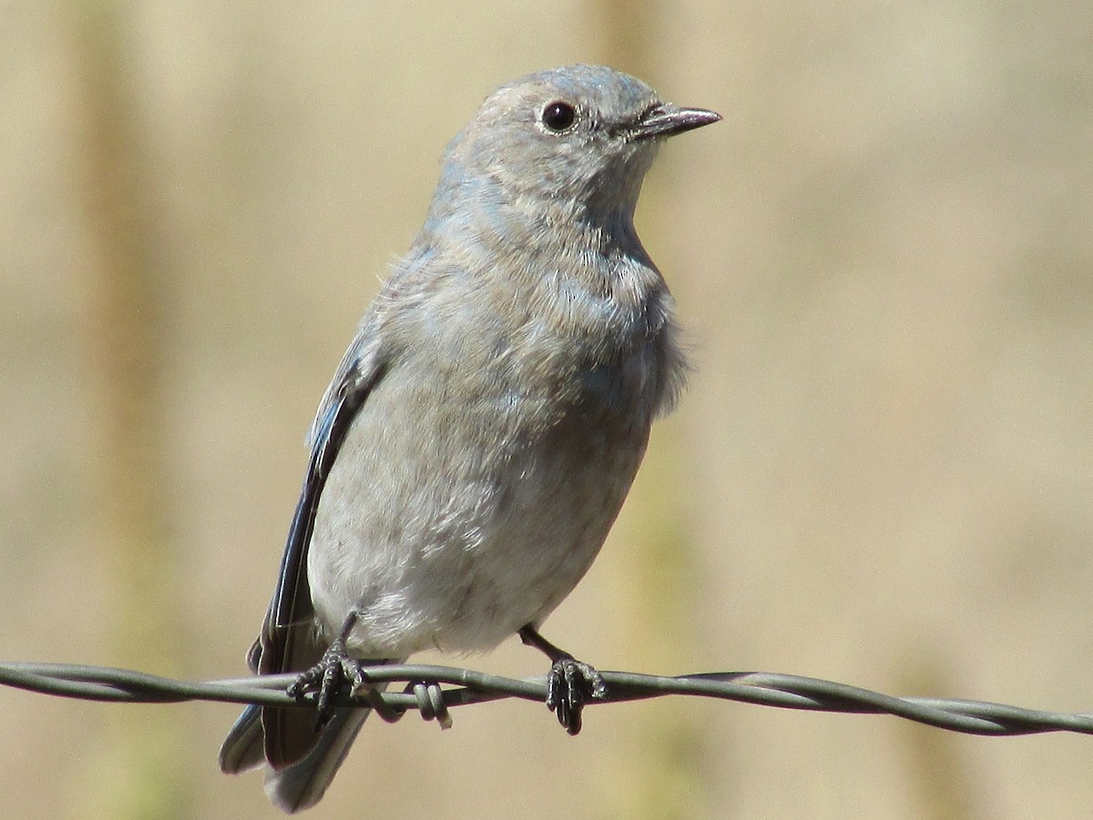 Merlebleu azuré - ML644444240