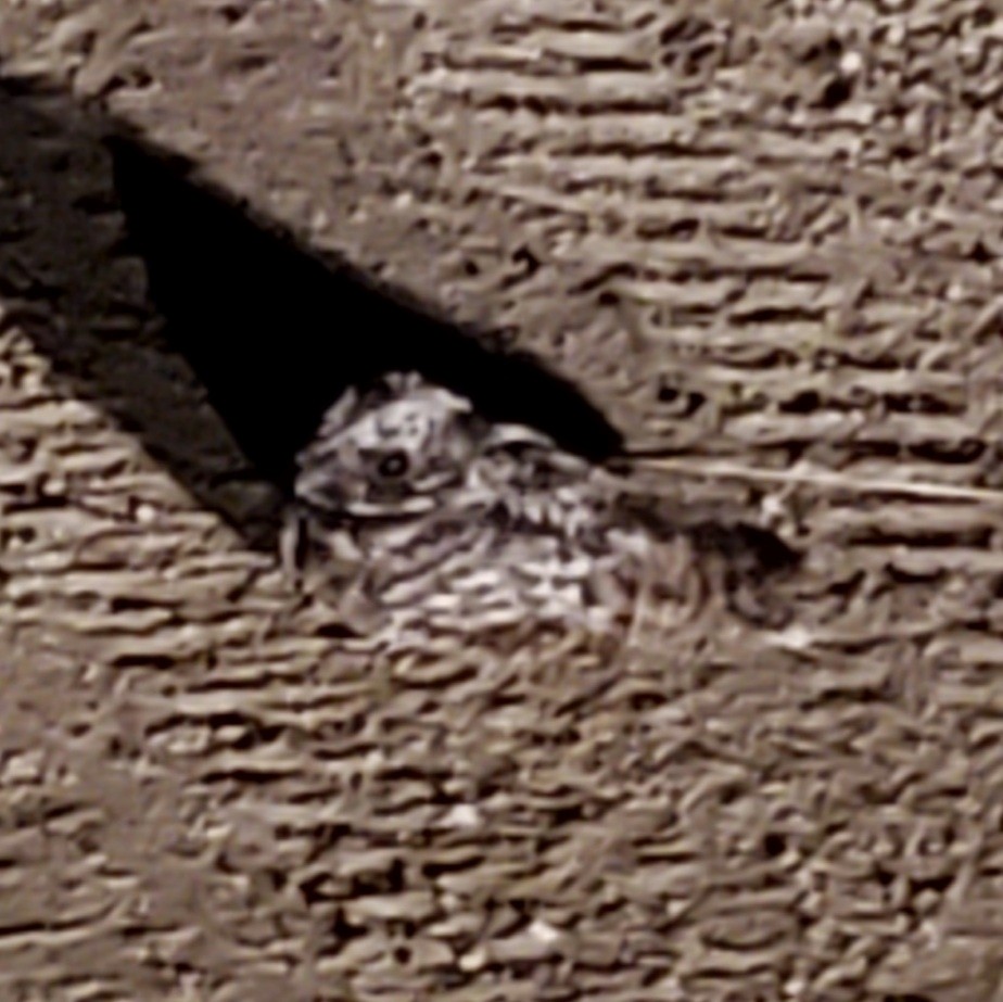 Пораке чорнощокий - ML644444241