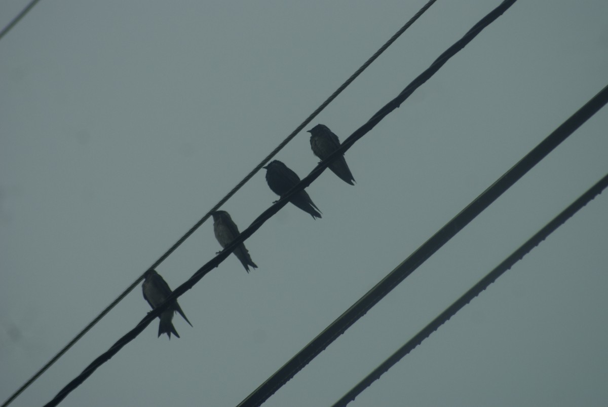 Hirondelle noire - ML644444250