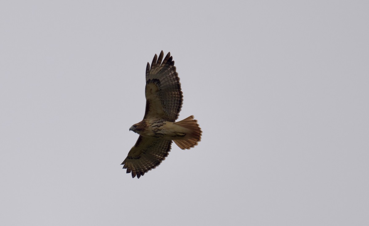 Red-tailed Hawk - ML644444254