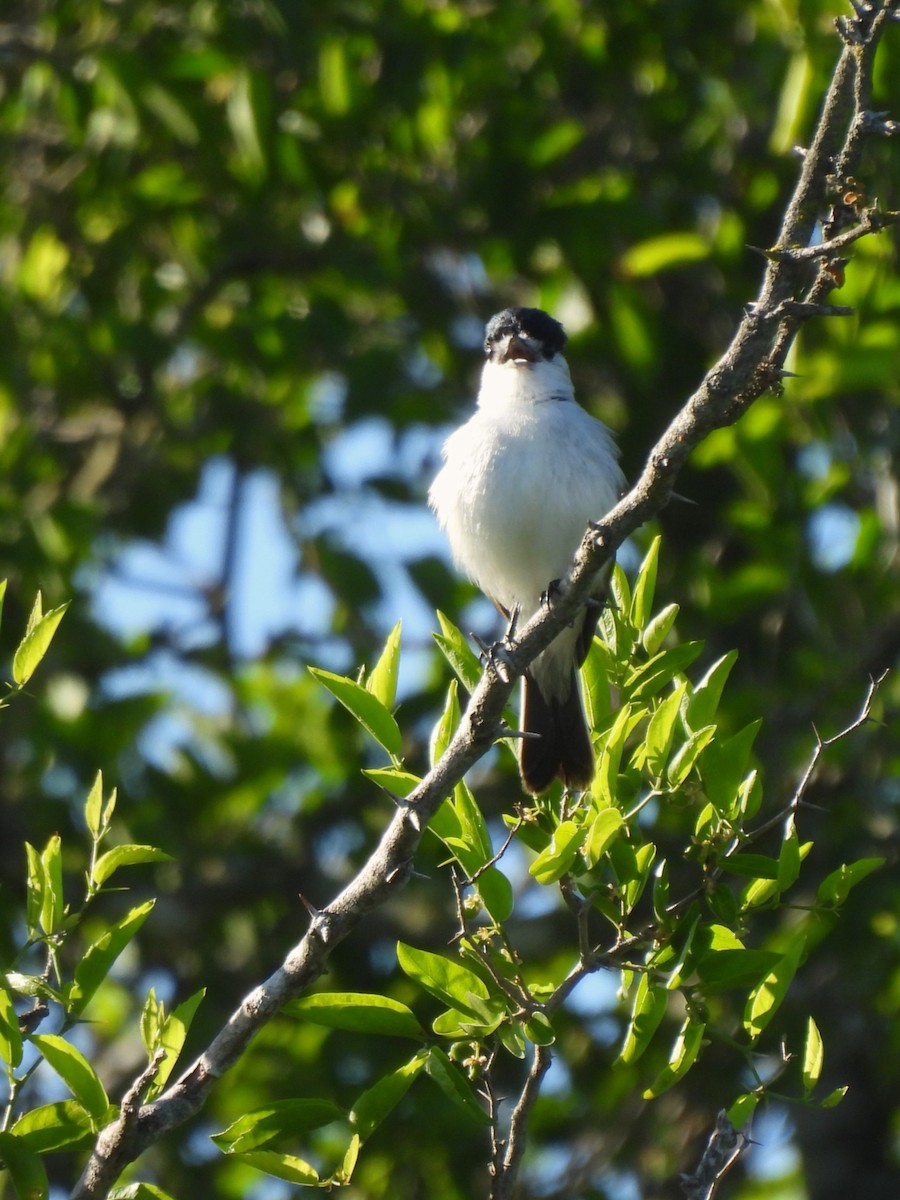 Kappenbekarde - ML644444259