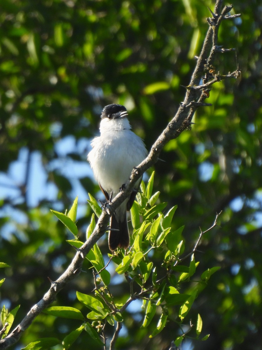 Kappenbekarde - ML644444260