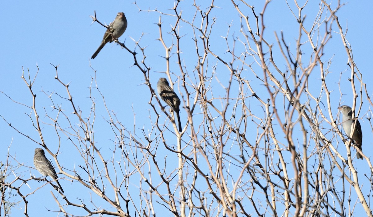 White-crowned Sparrow - ML644444273