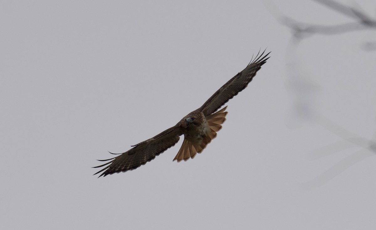 Red-tailed Hawk - ML644444274