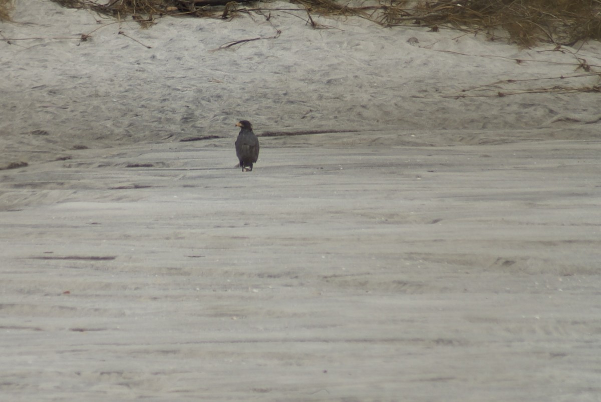 Common Black Hawk - ML644444276