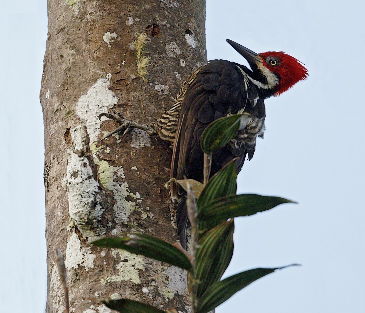 Guayaquil Woodpecker - ML644444289