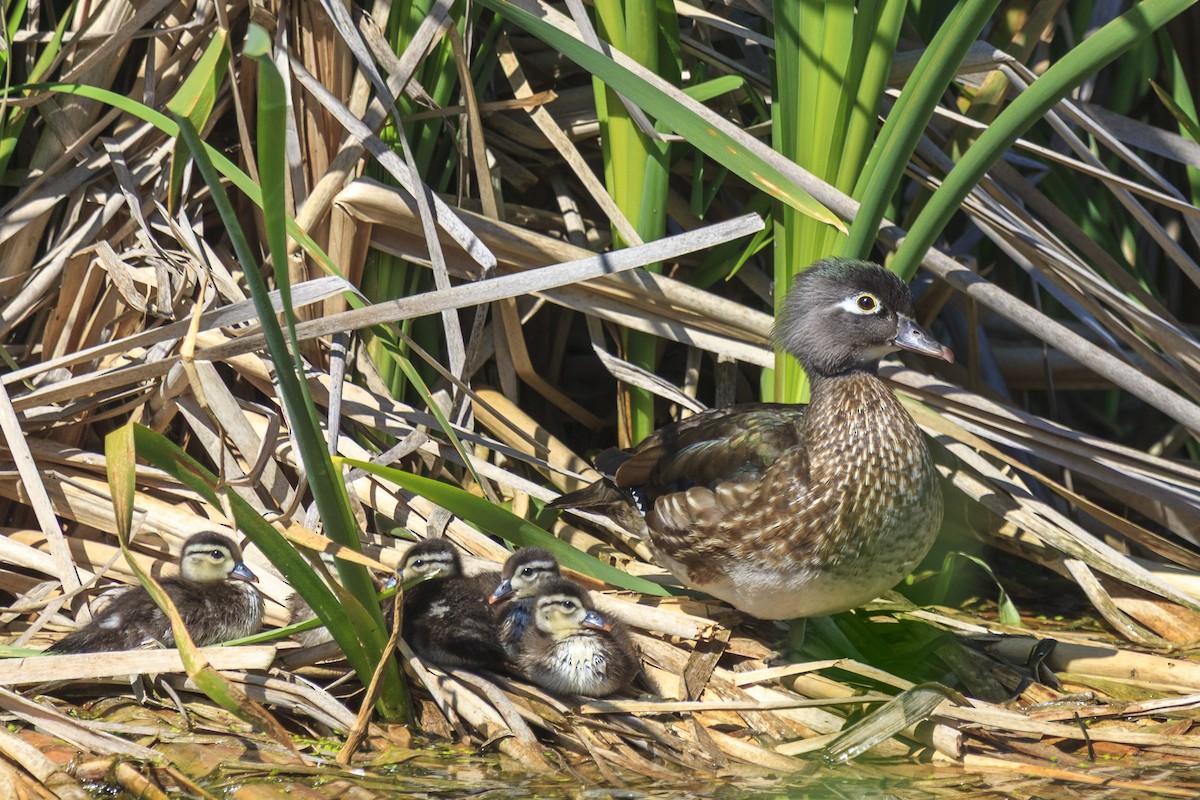 Wood Duck - ML644444293