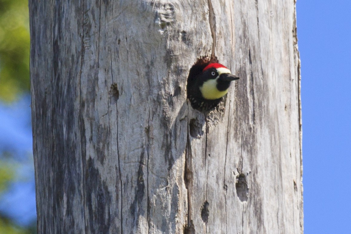 Acorn Woodpecker - ML644444296