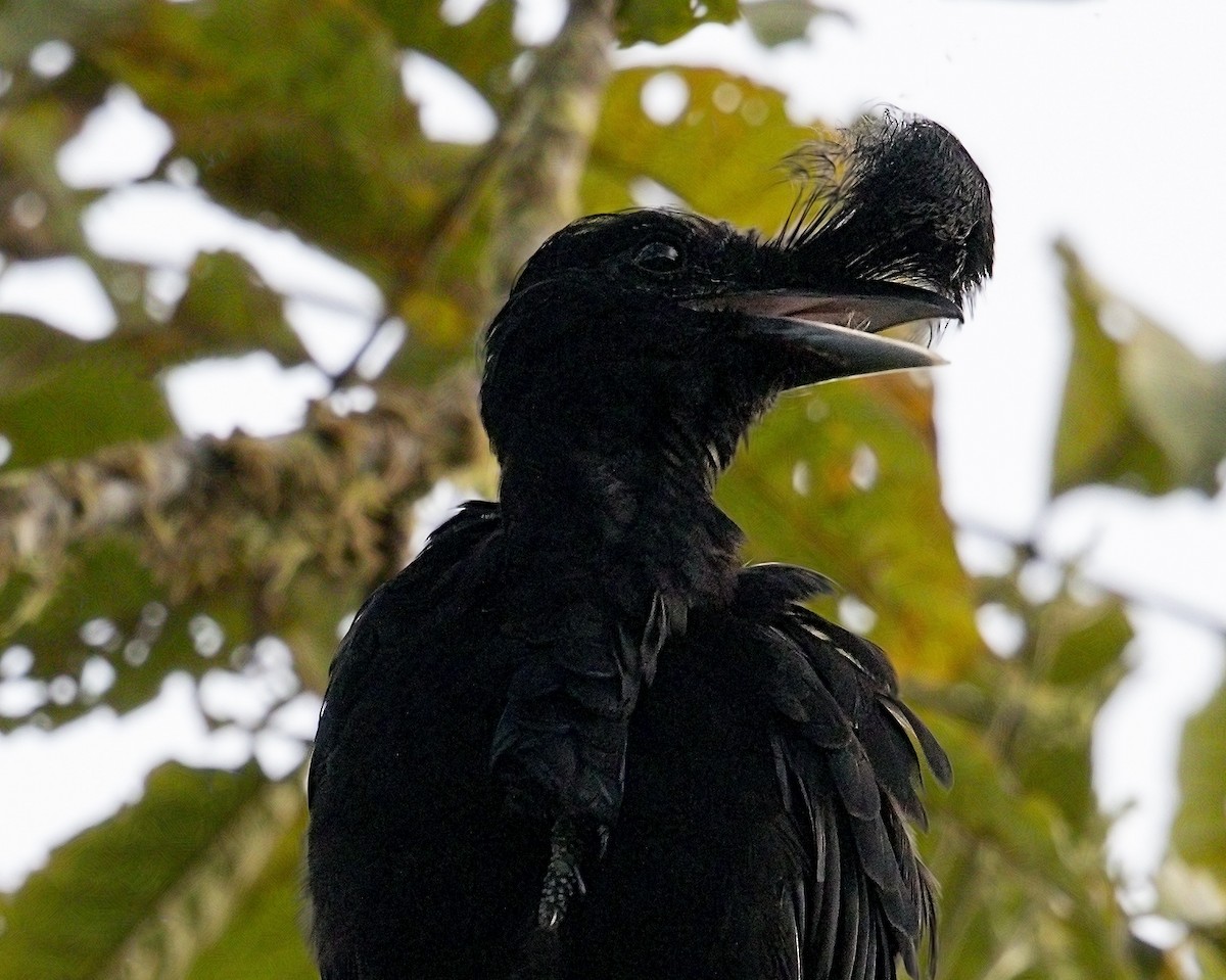 Long-wattled Umbrellabird - ML644444297