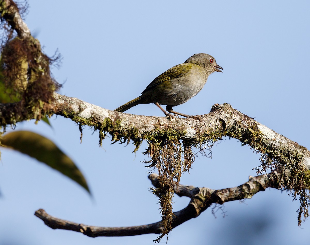 Dusky Chlorospingus - ML644444298
