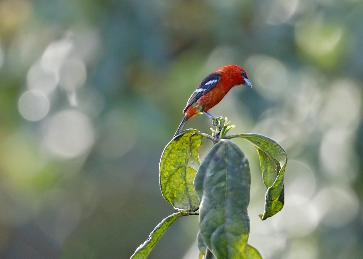 White-winged Tanager - ML644444302