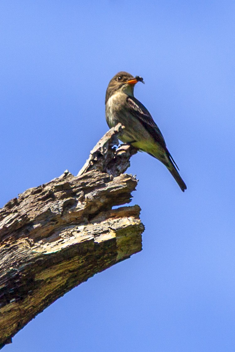 Olive-sided Flycatcher - ML644444305
