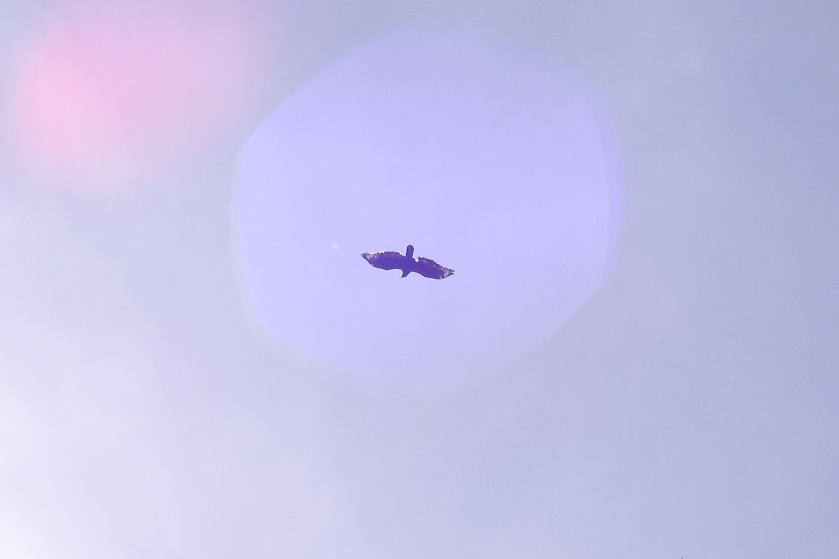 Crested Serpent-Eagle - ML644444312