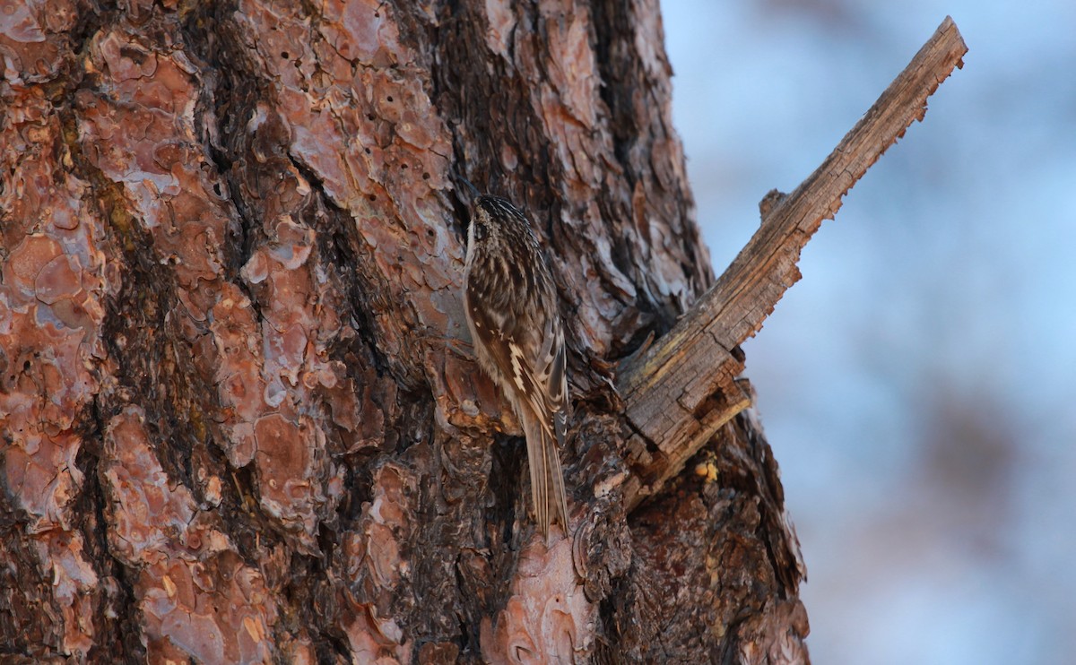 amerikatrekryper - ML644444316